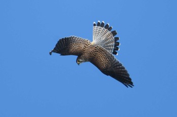 2021年2月27日(土) 習志野親水護岸の野鳥観察記録