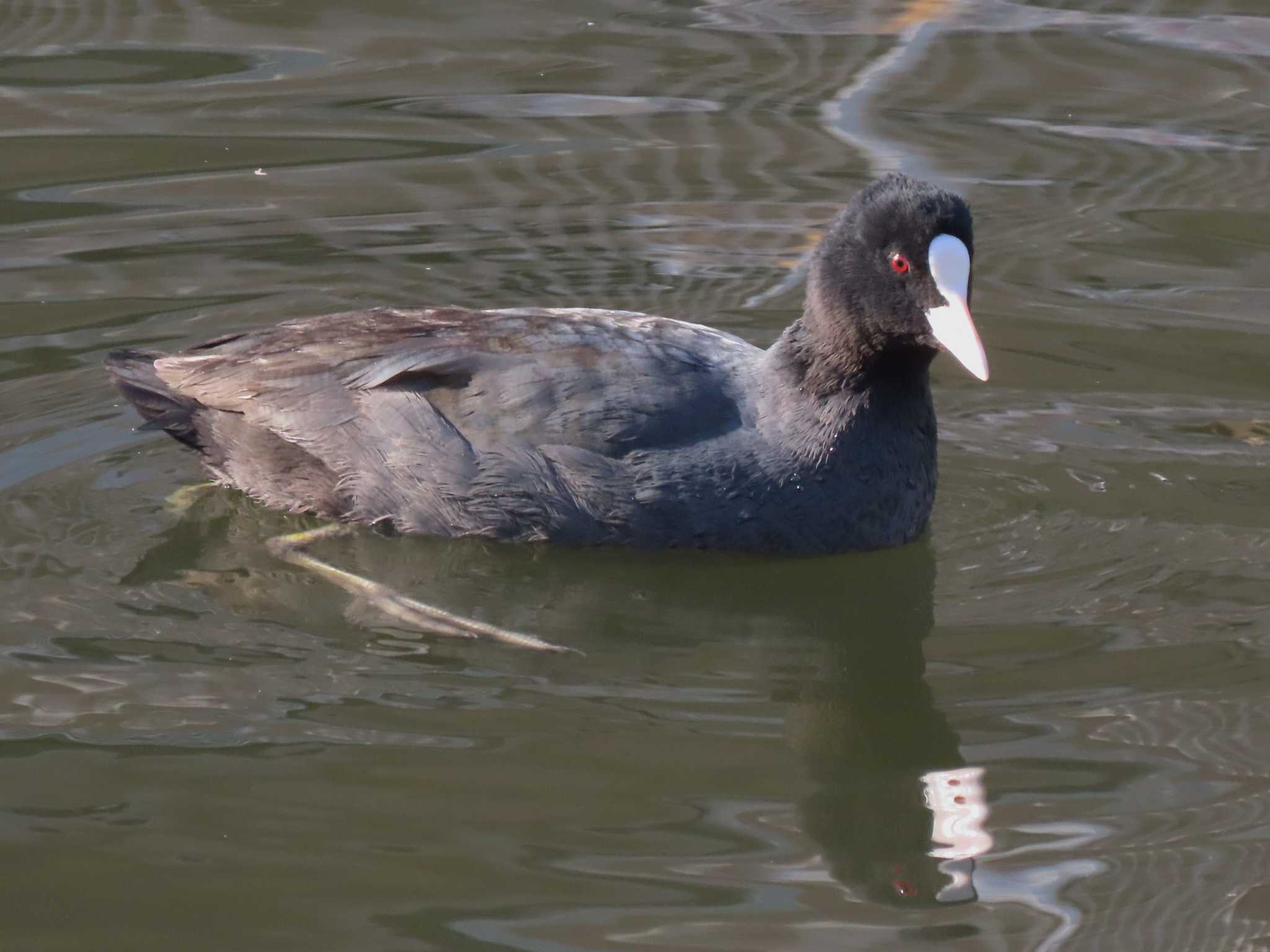 Photo of Eurasian Coot at 新堀川下流(名古屋市) by OHモリ