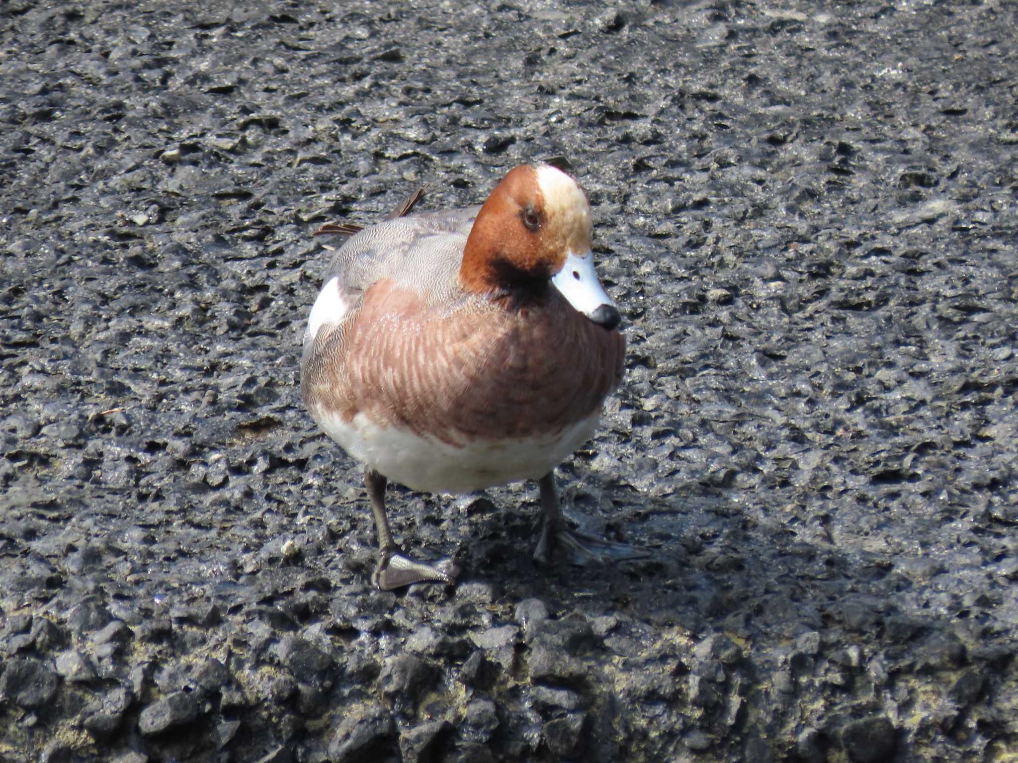 Photo of Eurasian Wigeon at 新堀川下流(名古屋市) by OHモリ