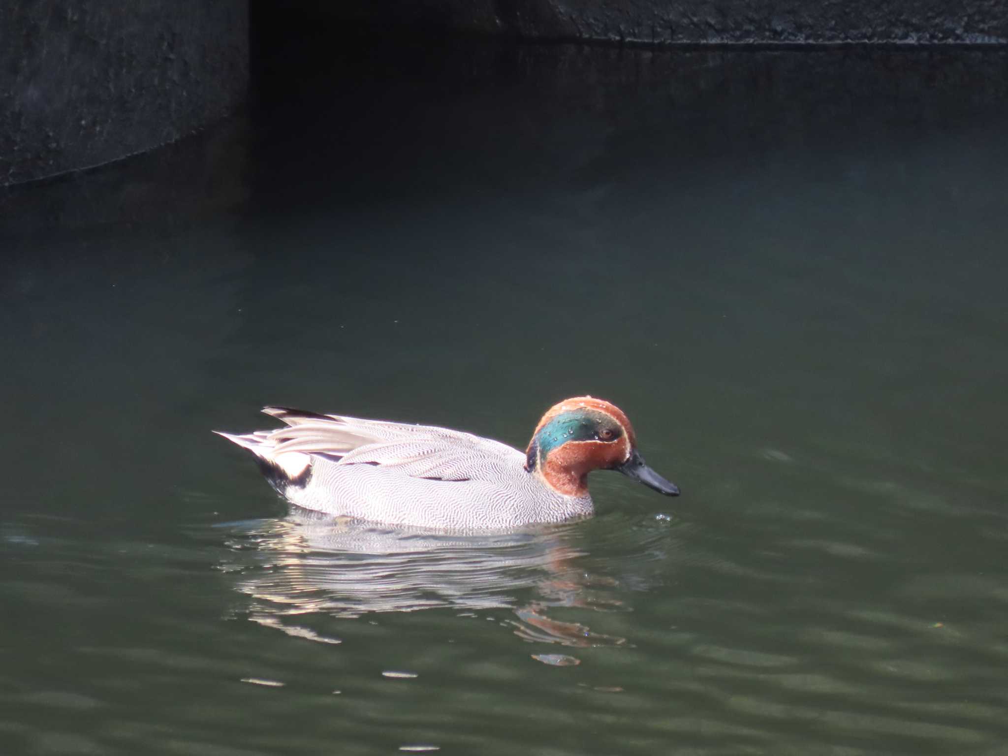 Photo of Eurasian Teal at 新堀川下流(名古屋市) by OHモリ