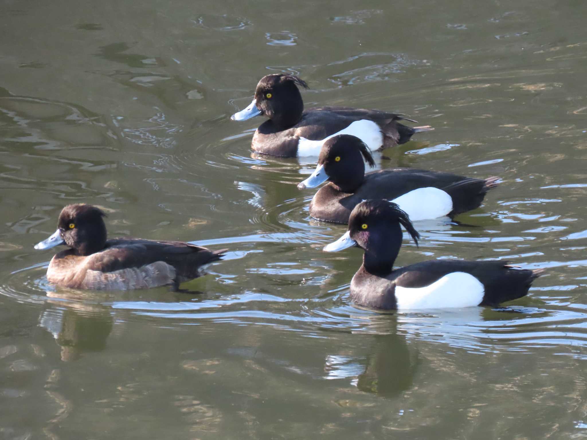 Tufted Duck