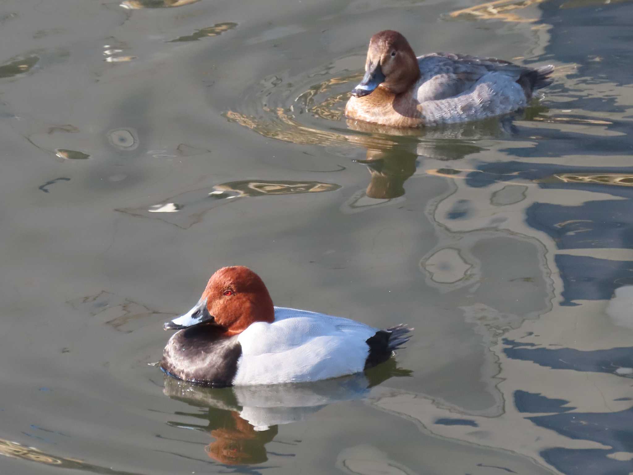 Common Pochard