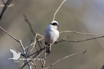 Long-tailed Tit 野川公園 Wed, 1/18/2017