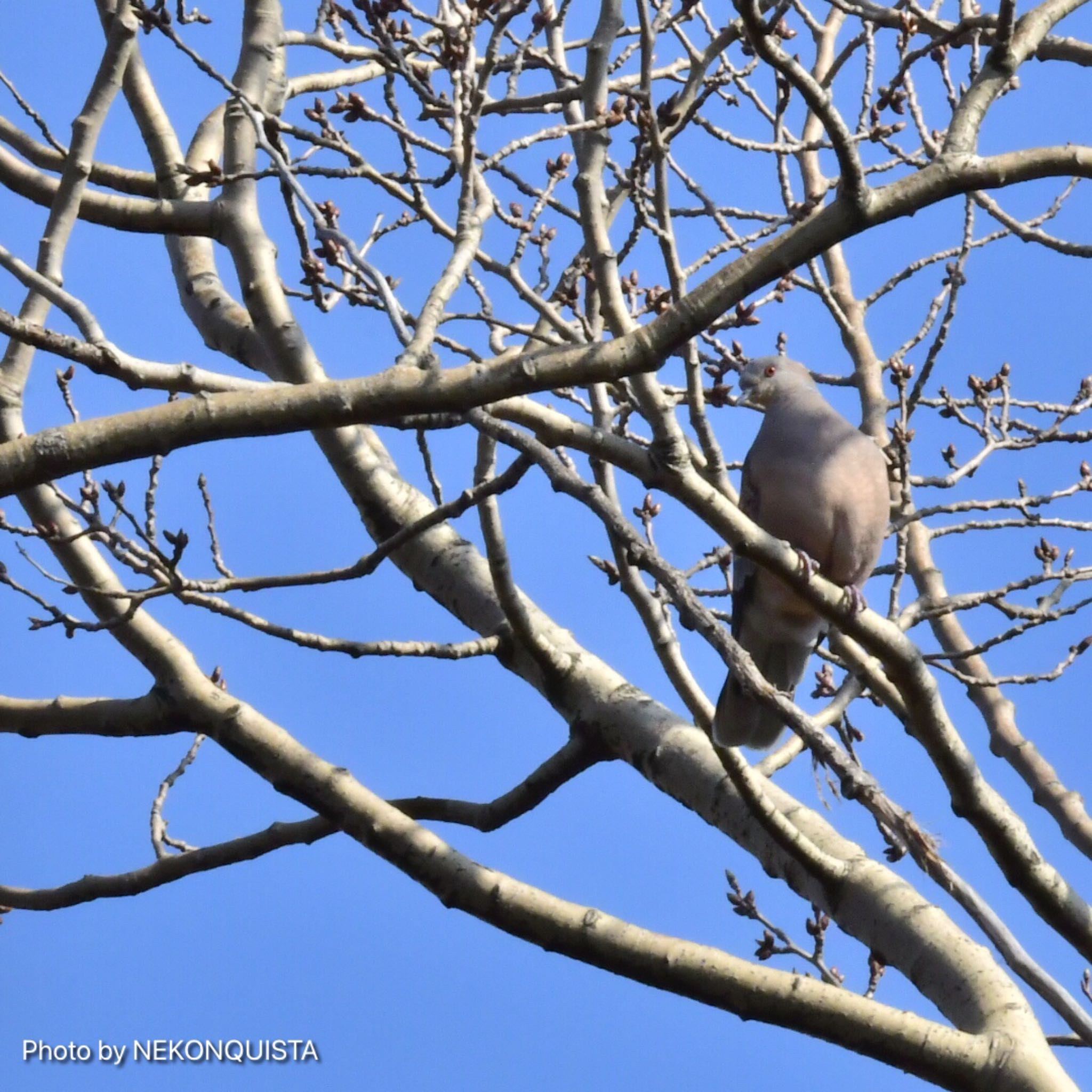 Photo of ヤマバト at 甲山森林公園 by NEKONQUISTA