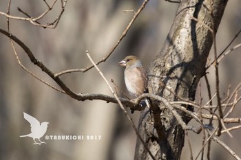 Hawfinch 野川公園 Wed, 1/18/2017