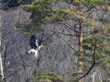 オオワシ 山本山(滋賀県) 2021年2月13日(土)