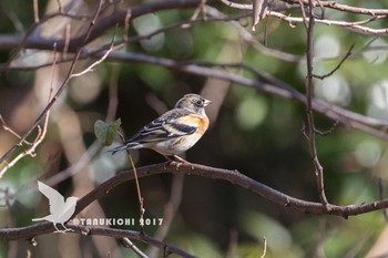 Brambling 野川公園 Wed, 1/18/2017