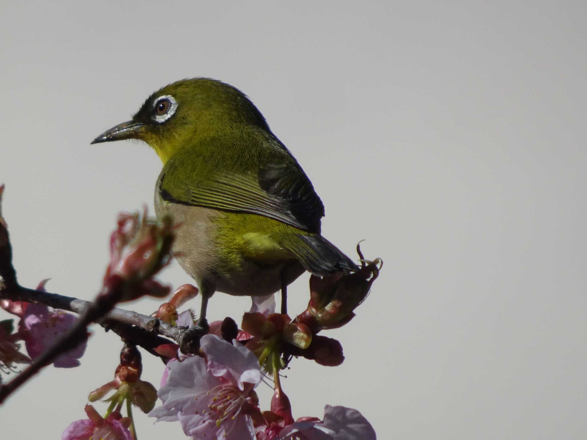 Photo of Warbling White-eye at Machida Yakushiike Park by Kozakuraband