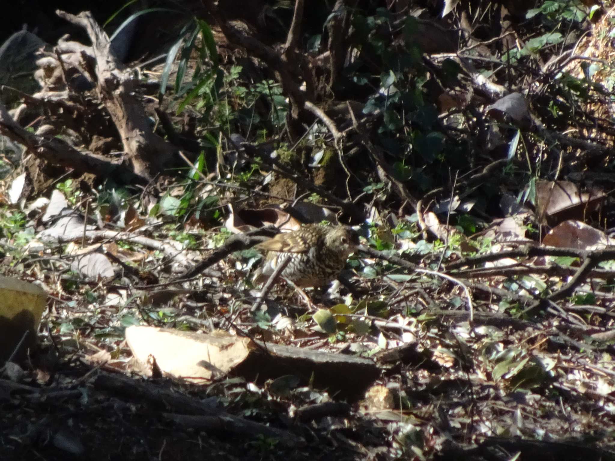 Photo of White's Thrush at Machida Yakushiike Park by Kozakuraband