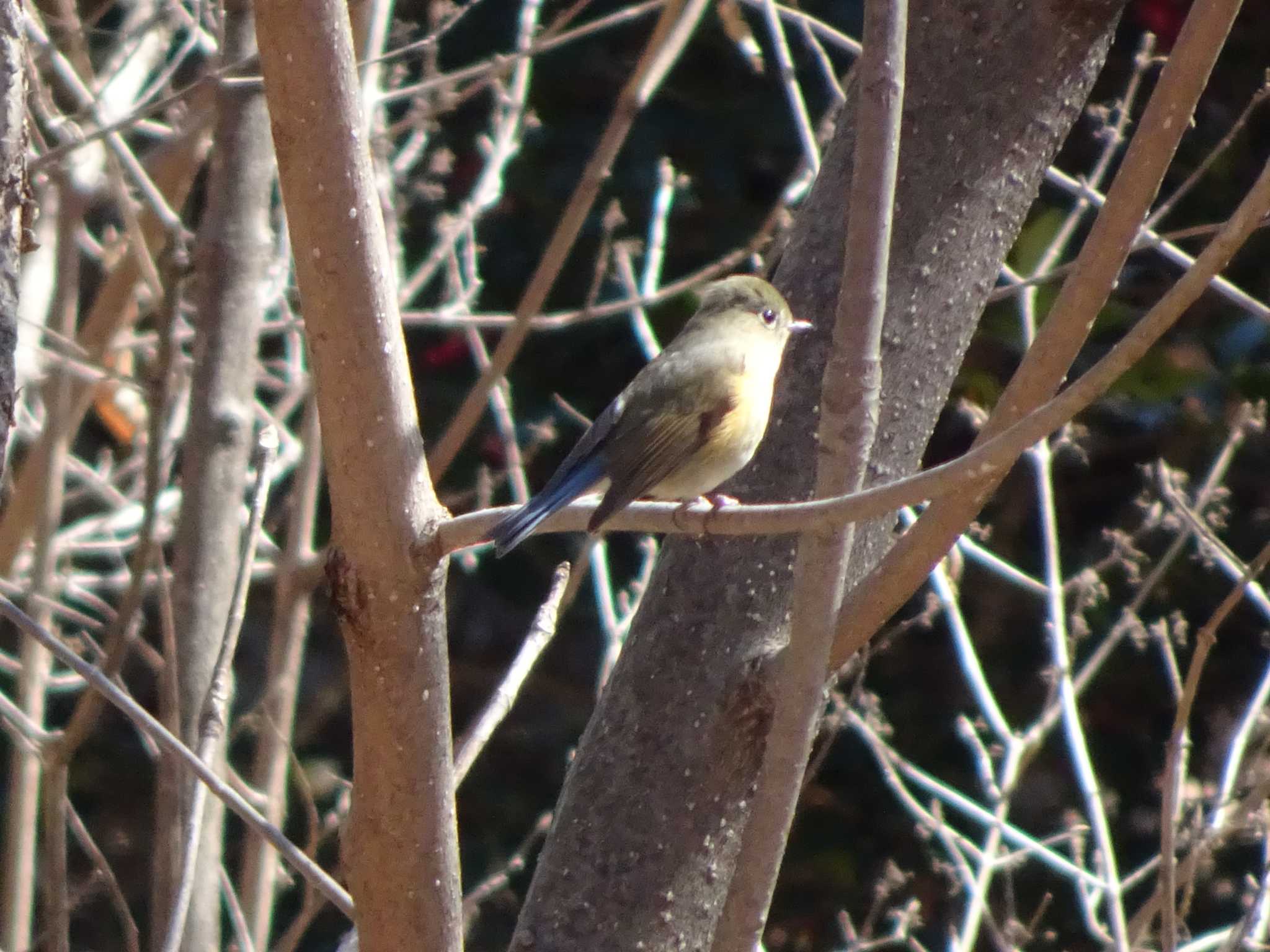 Red-flanked Bluetail