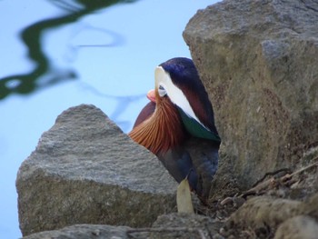 Sun, 2/28/2021 Birding report at Machida Yakushiike Park