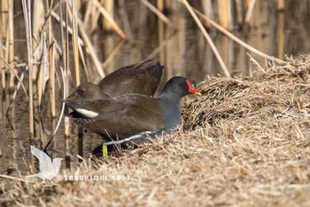 Common Moorhen Musashino-no-mori Park Wed, 1/18/2017