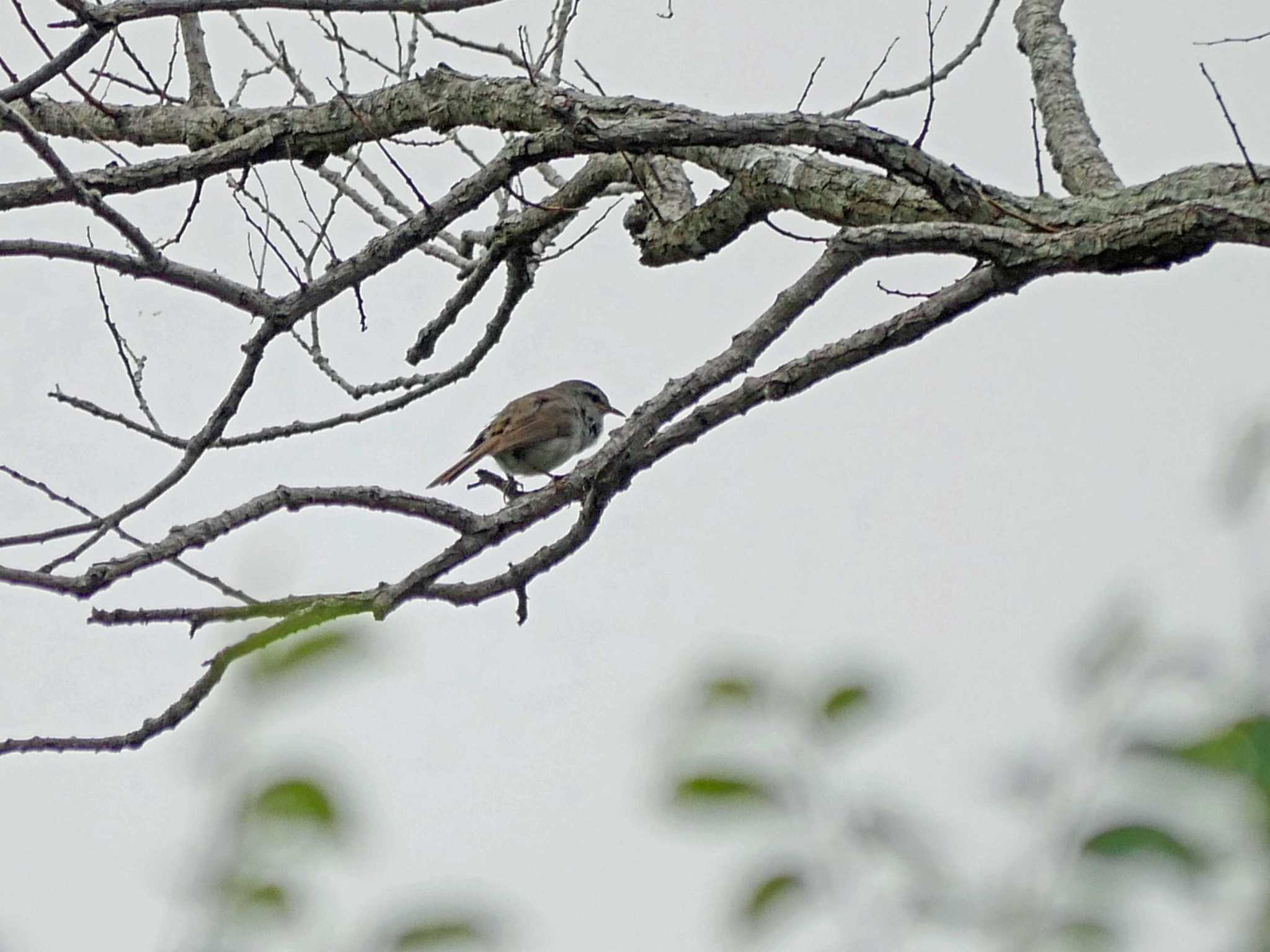 佐鳴湖 ウグイスの写真 by Chacoder