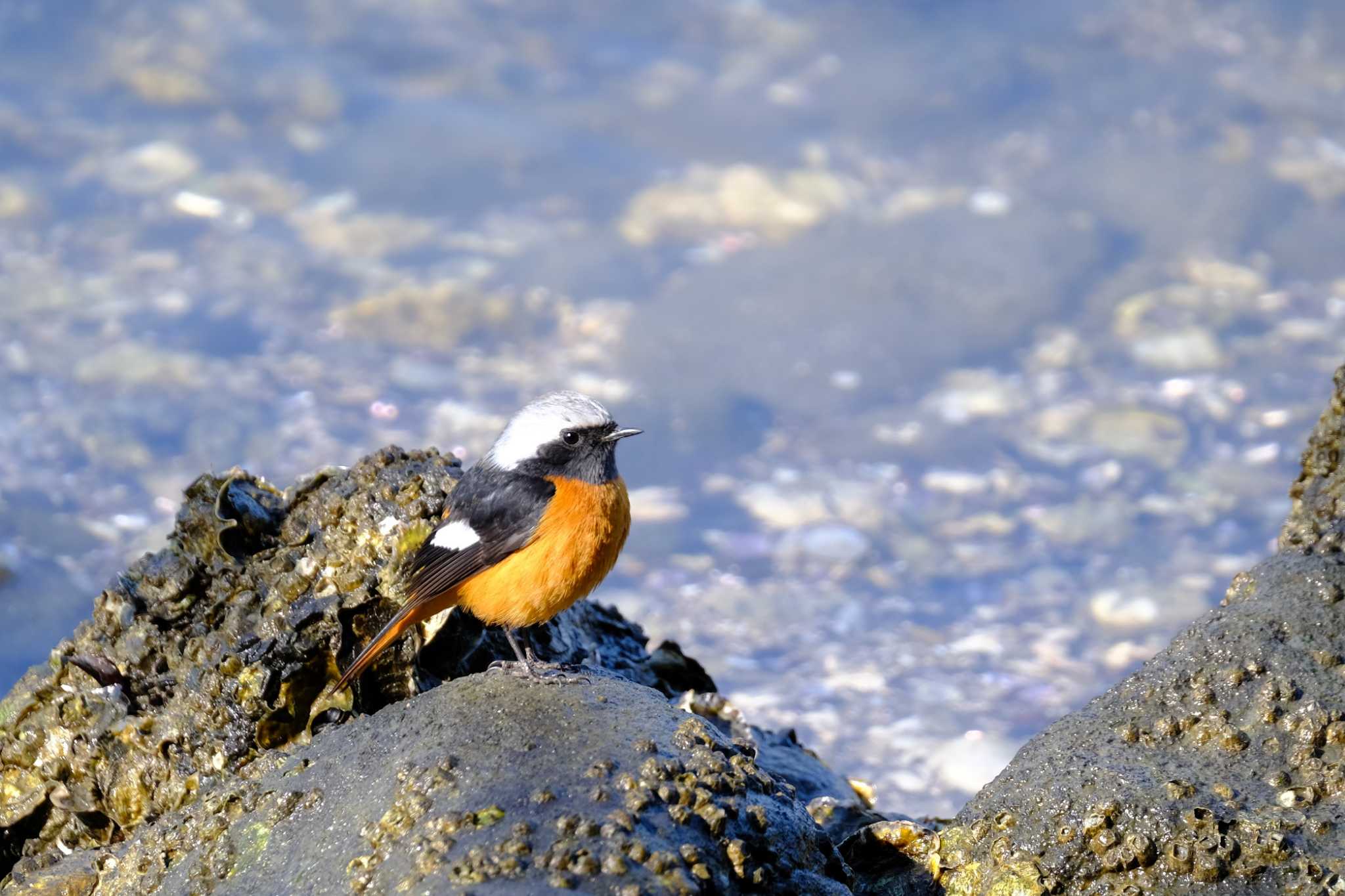 Daurian Redstart