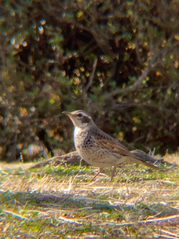 Sun, 2/28/2021 Birding report at 北の丸公園