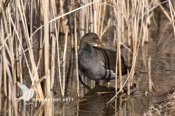 Common Moorhen Musashino-no-mori Park Wed, 1/18/2017