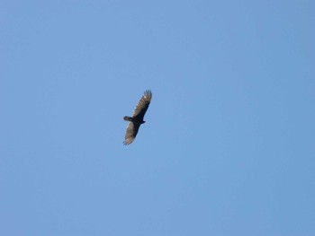 Turkey Vulture ベネズエラ Wed, 1/29/2003