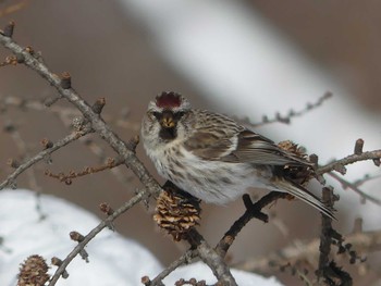 2021年2月28日(日) 札幌市の野鳥観察記録