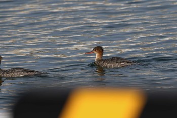 Red-breasted Merganser 網走川河口 Sat, 1/7/2017