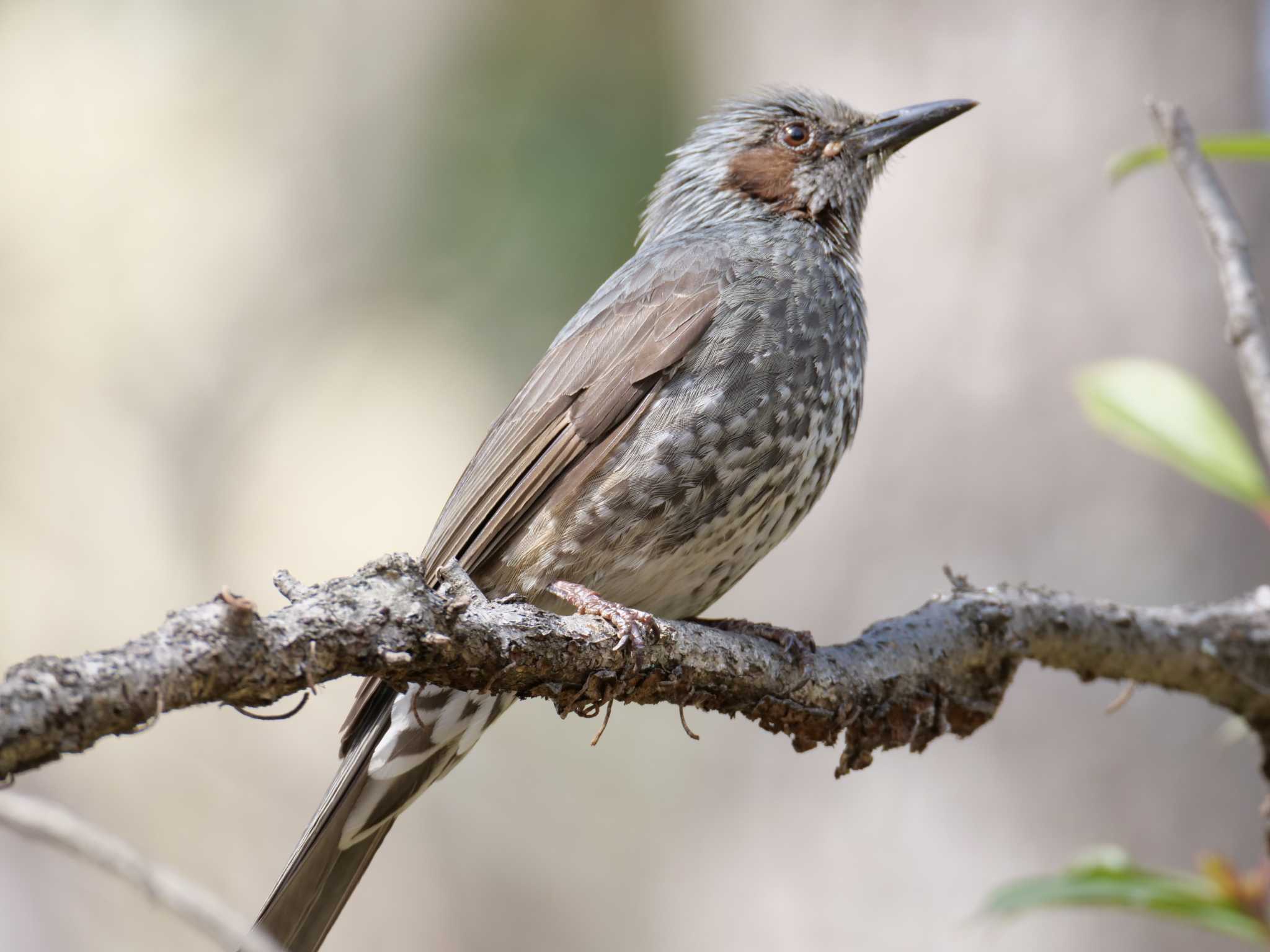 Brown-eared Bulbul