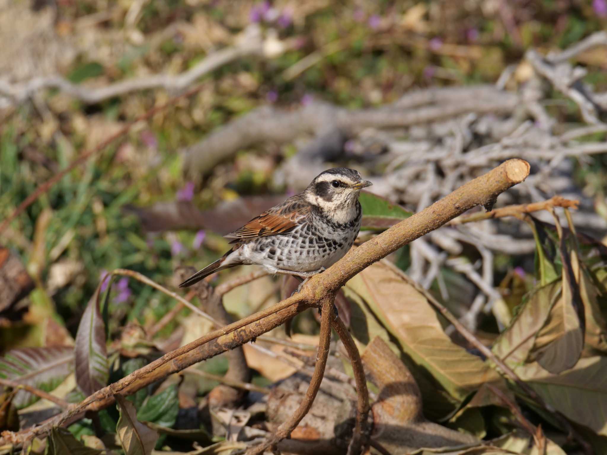 Dusky Thrush