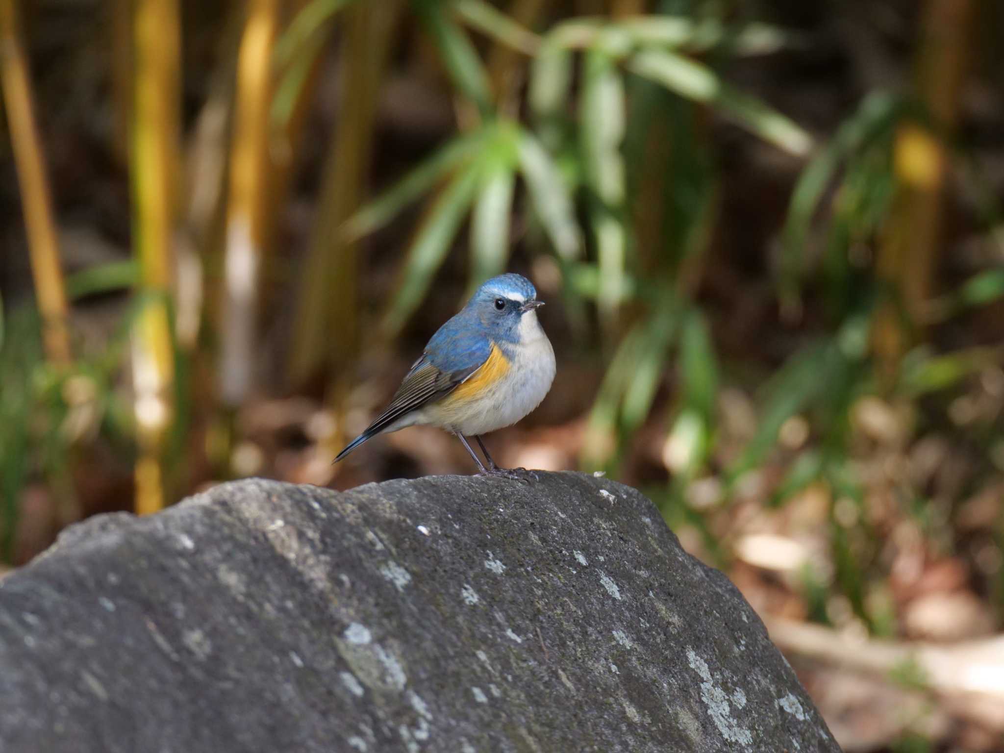 Photo of Red-flanked Bluetail at 金ヶ崎公園(明石市) by 禽好き