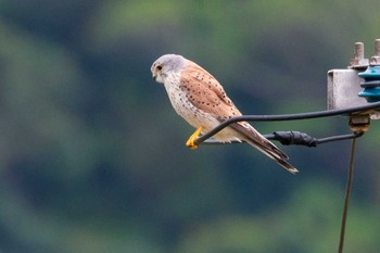 チョウセンチョウゲンボウ 石垣島 2021年2月23日(火)