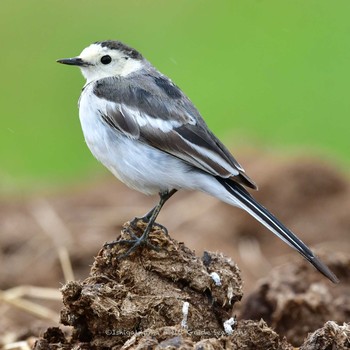 2021年2月25日(木) 石垣島の野鳥観察記録