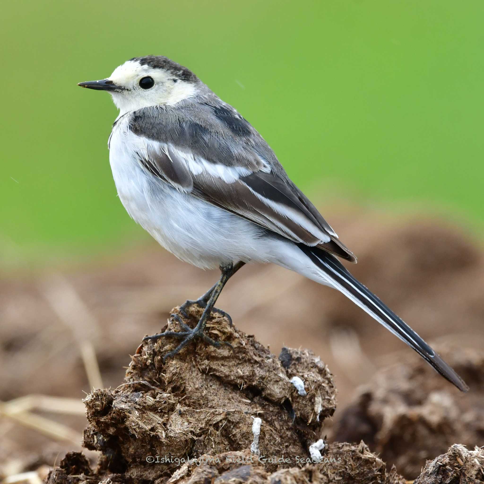 White Wagtail(leucopsis)