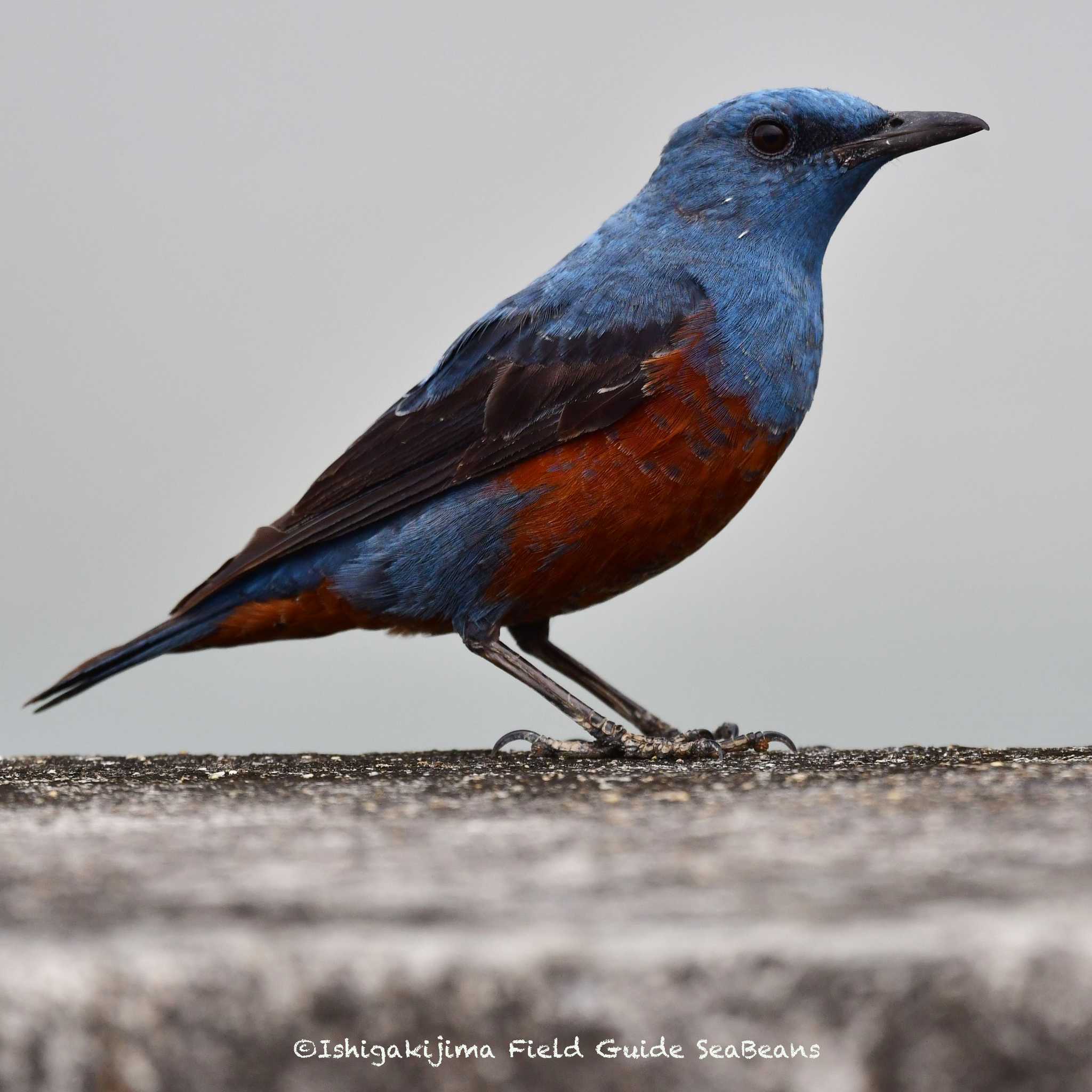 Blue Rock Thrush