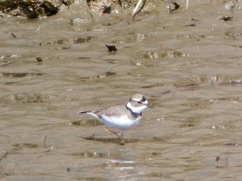 Sun, 2/28/2021 Birding report at 荒川生物生態園(東京都板橋区)