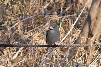 Hawfinch 彩湖 Sun, 2/28/2021