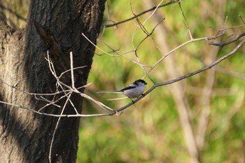 Long-tailed Tit 彩湖 Sun, 2/28/2021