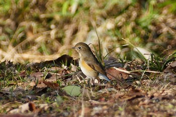 Red-flanked Bluetail 彩湖 Sun, 2/28/2021