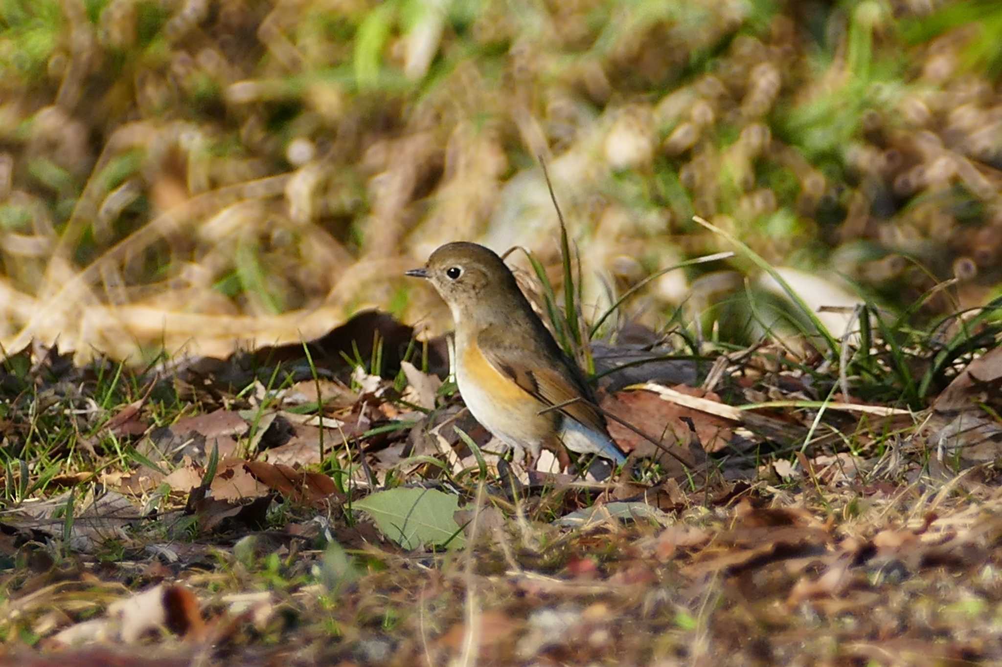 Photo of Red-flanked Bluetail at 彩湖 by アカウント5509