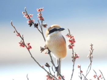 Bull-headed Shrike Izunuma Sun, 2/28/2021