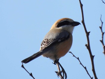 Bull-headed Shrike Izunuma Sun, 2/28/2021