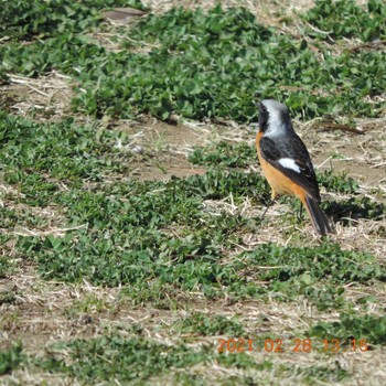 Daurian Redstart 豊洲 Sun, 2/28/2021