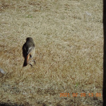 Daurian Redstart 豊洲 Sun, 2/28/2021