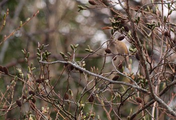 Siberian Long-tailed Rosefinch Unknown Spots Sat, 1/21/2017