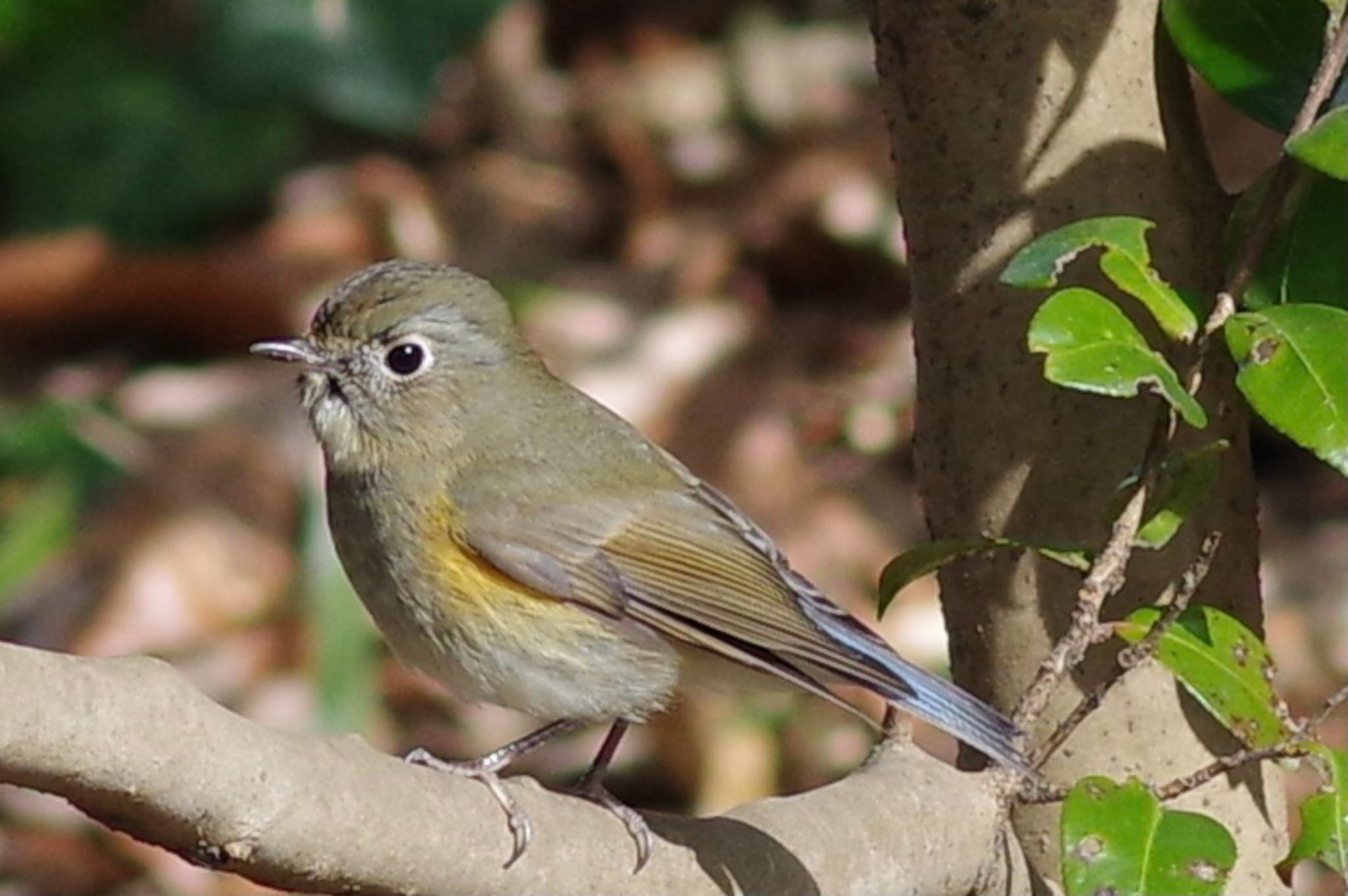 Red-flanked Bluetail