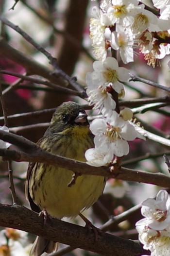 アオジ 東京都立桜ヶ丘公園(聖蹟桜ヶ丘) 2021年2月27日(土)