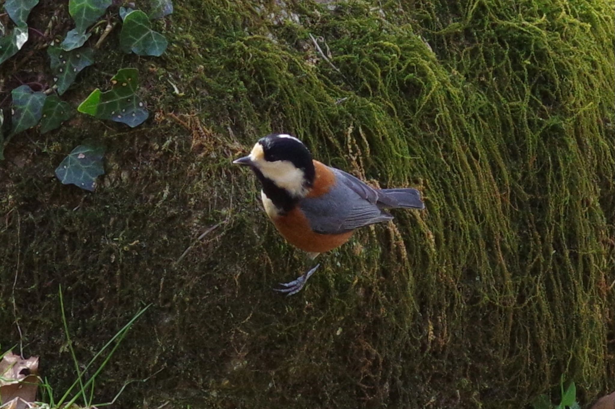 Varied Tit