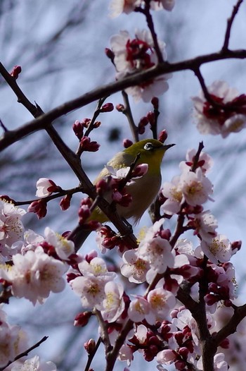 メジロ 東京都立桜ヶ丘公園(聖蹟桜ヶ丘) 2021年2月27日(土)