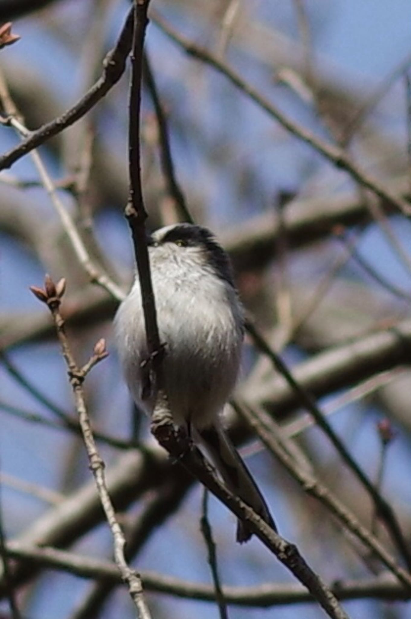 Long-tailed Tit