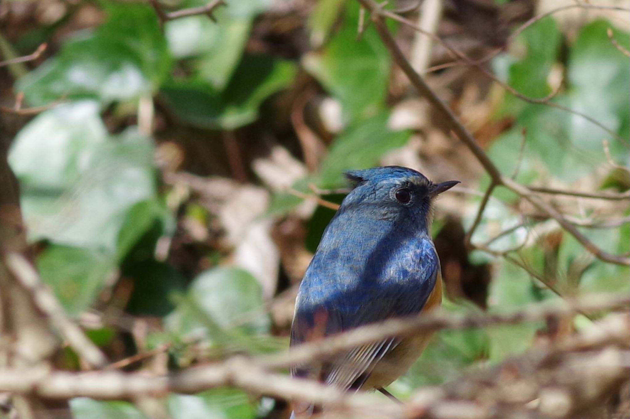 Red-flanked Bluetail