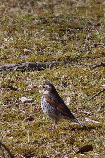 Dusky Thrush 東京都立桜ヶ丘公園(聖蹟桜ヶ丘) Sat, 2/27/2021