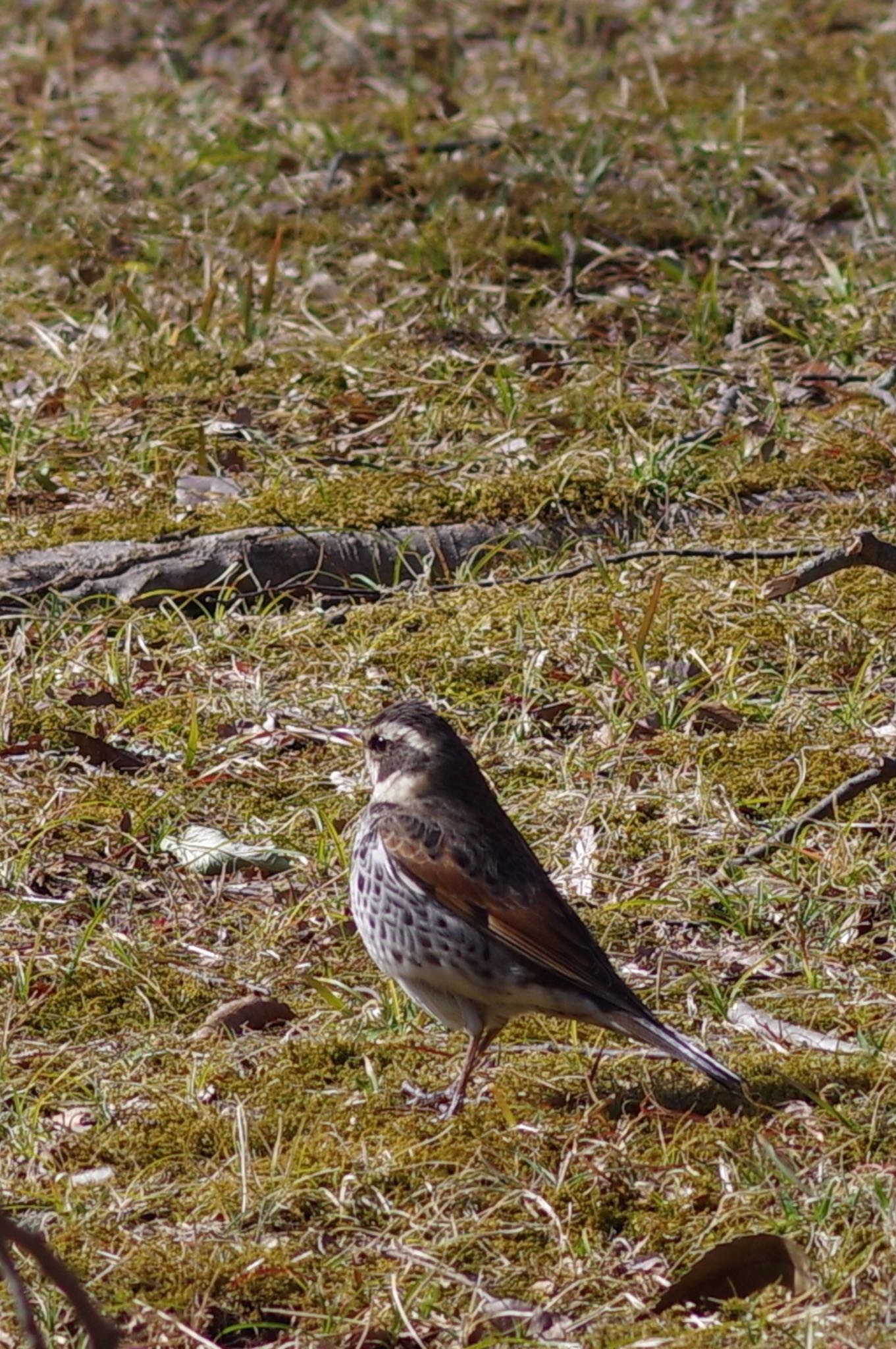 Dusky Thrush