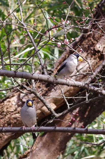 Japanese Grosbeak 東京都立桜ヶ丘公園(聖蹟桜ヶ丘) Sat, 2/27/2021