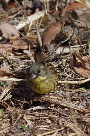 Masked Bunting 東京都立桜ヶ丘公園(聖蹟桜ヶ丘) Sat, 2/27/2021